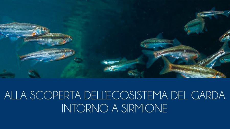 images/images/ambiente/medium/ecosistema_sirmione.jpg