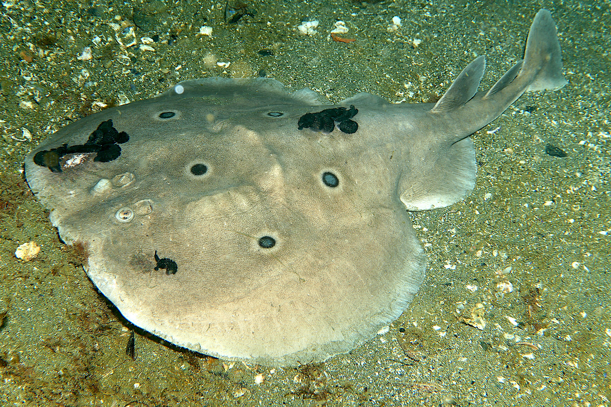 E Guzzetta Torpedine occhiuta