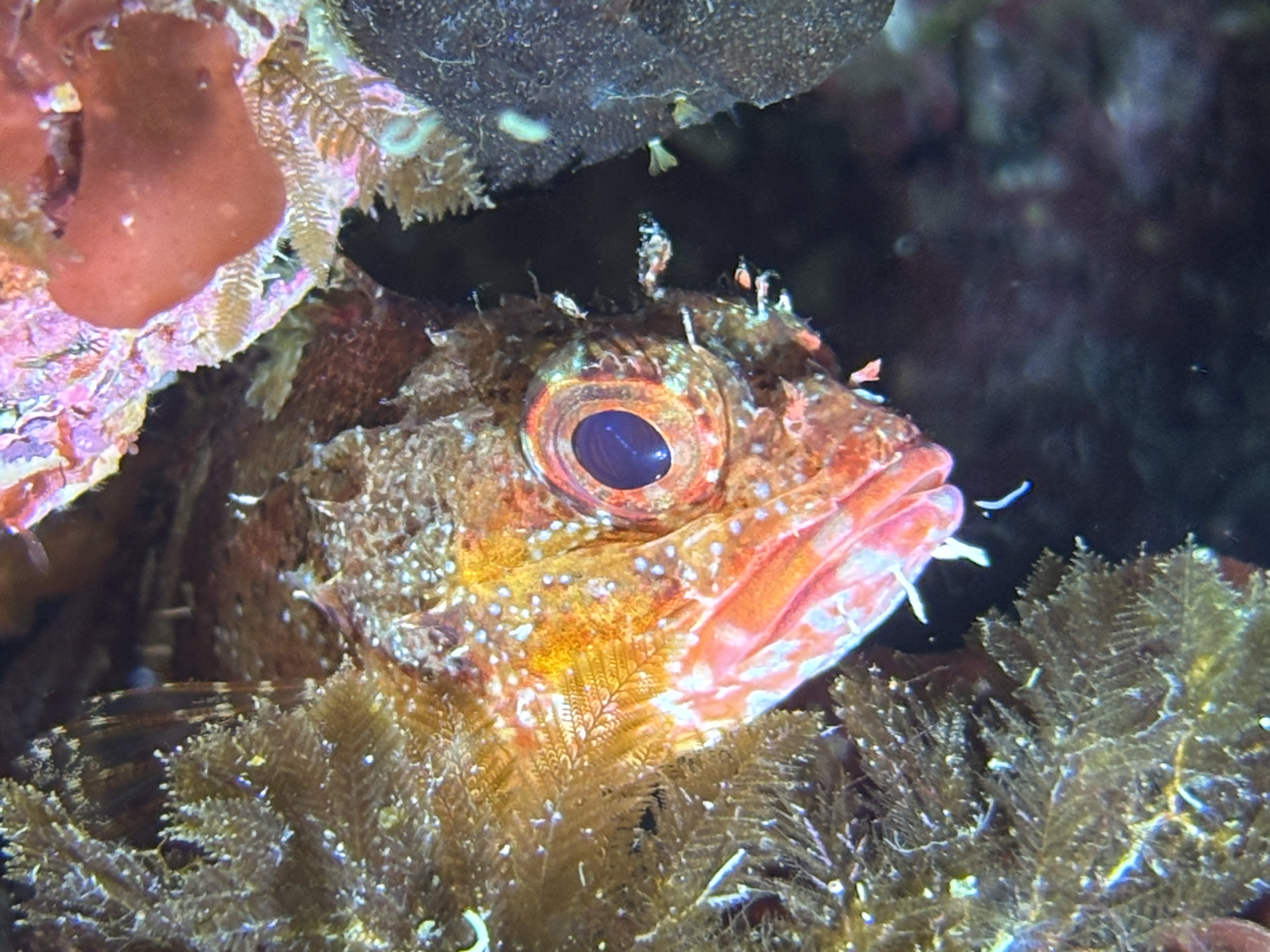 pesce