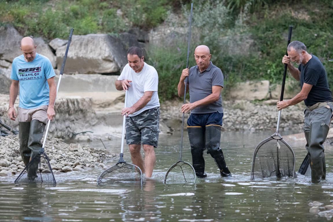 Esempio di cattura e spostamento pesci volontari Pesa Montelupo 2020 12