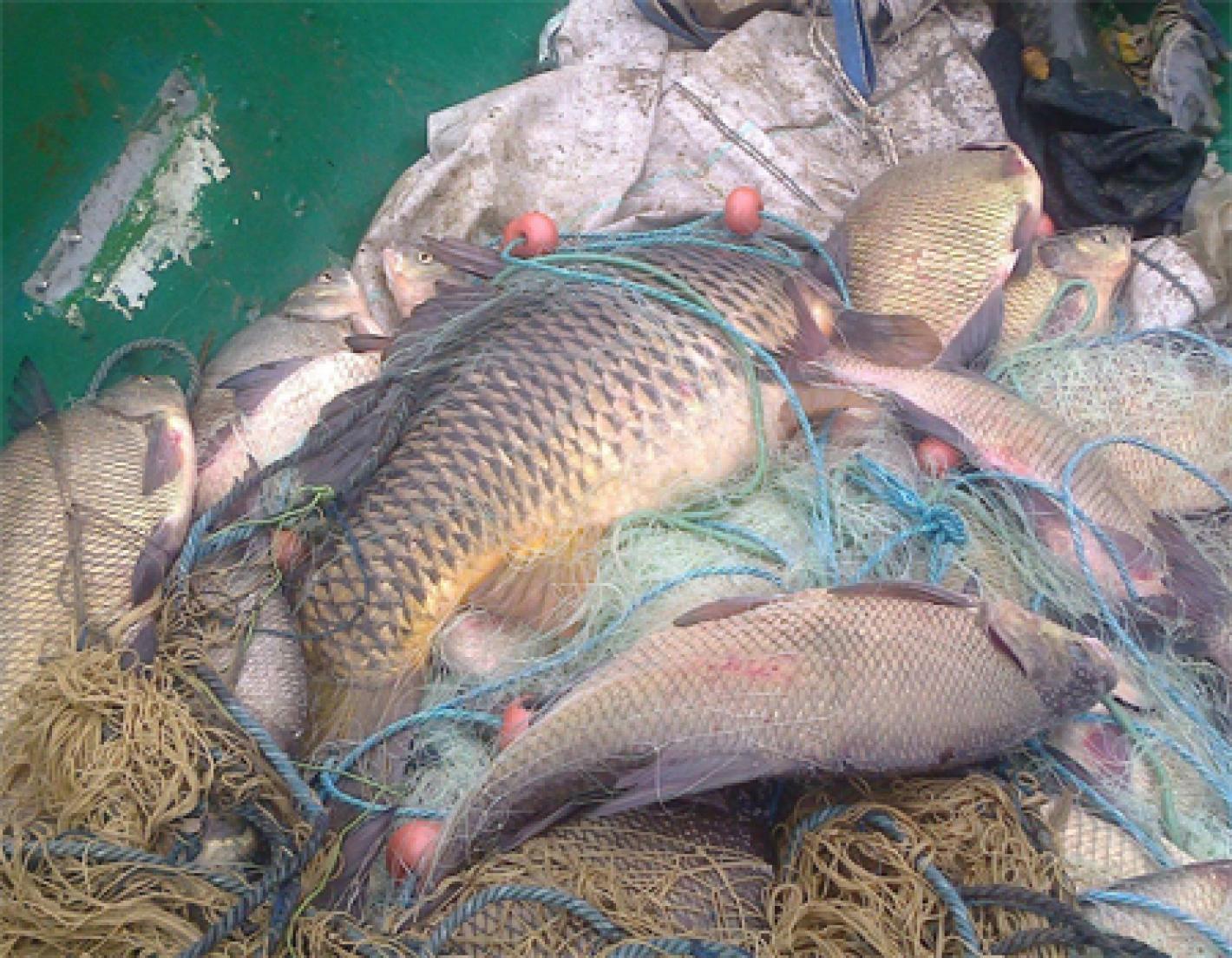 images/img/federazione/medium/carp_bracconaggio.jpg