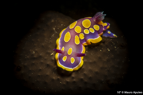 Photo Challenge FIPSAS 2020 | 2a Tappa - MACRO o CLOSE UP: Nudibranchi ripresi con qualsiasi ottica