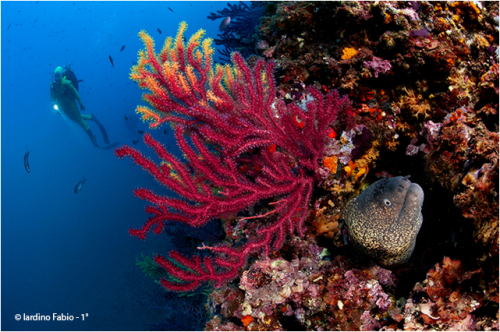 Photo Challenge FIPSAS 2020 | 5a Tappa  - WIDE ANGLE: Interpretazione personale dell'ambiente subacqueo