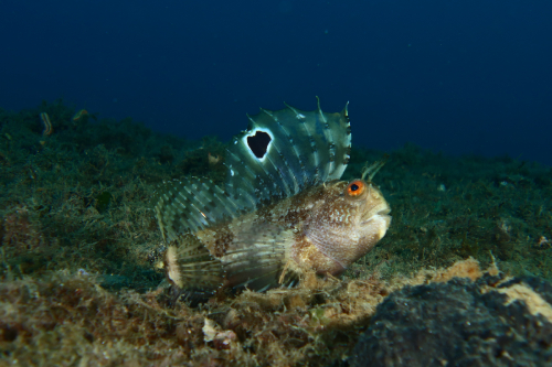 Concorso Nazionale FISH PHOTO GALLERY 2020 MANCHE A - Categoria Compatte