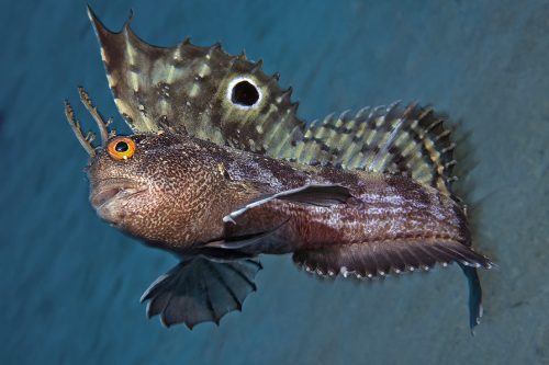 Concorso Nazionale FISH PHOTO GALLERY 2020 MANCHE A - Categoria Reflex