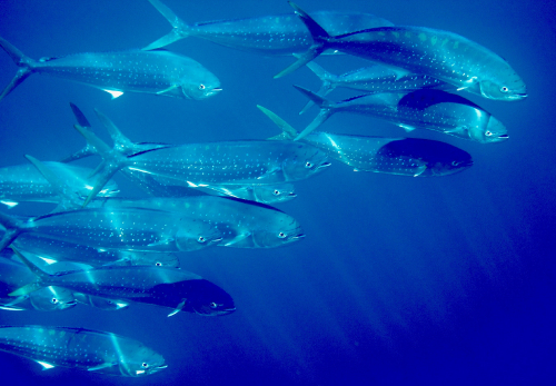 Concorso Nazionale FISH PHOTO GALLERY 2020 MANCHE B - Categoria Compatte