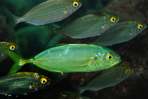 Concorso Nazionale FISH PHOTO GALLERY 2020 MANCHE C - Categoria Reflex